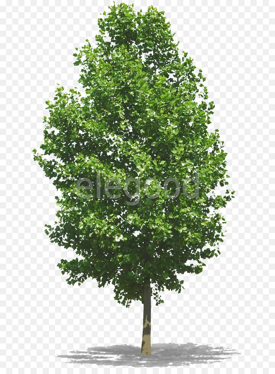 Arbre Vert，Feuilles PNG