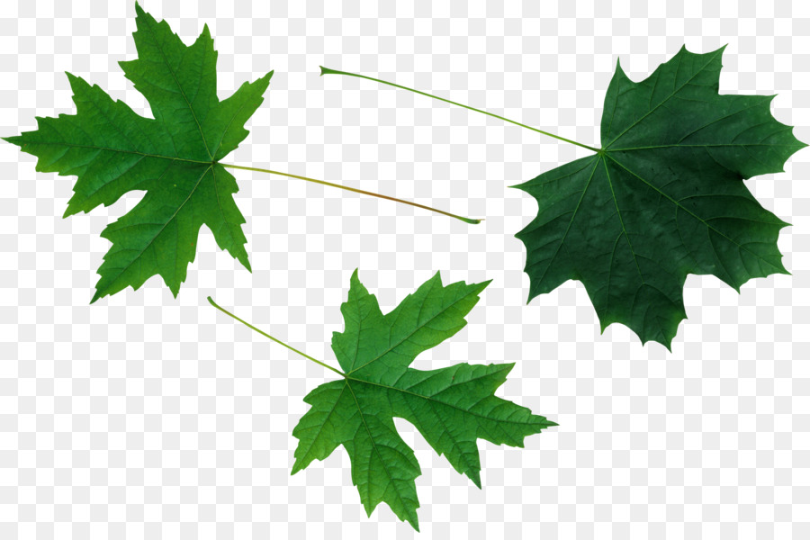 Feuilles De Lierre，Vert PNG