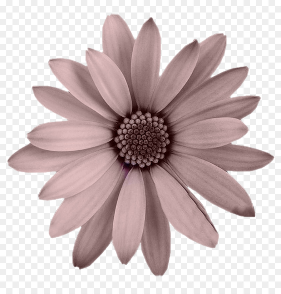 Fleur，Floraison PNG