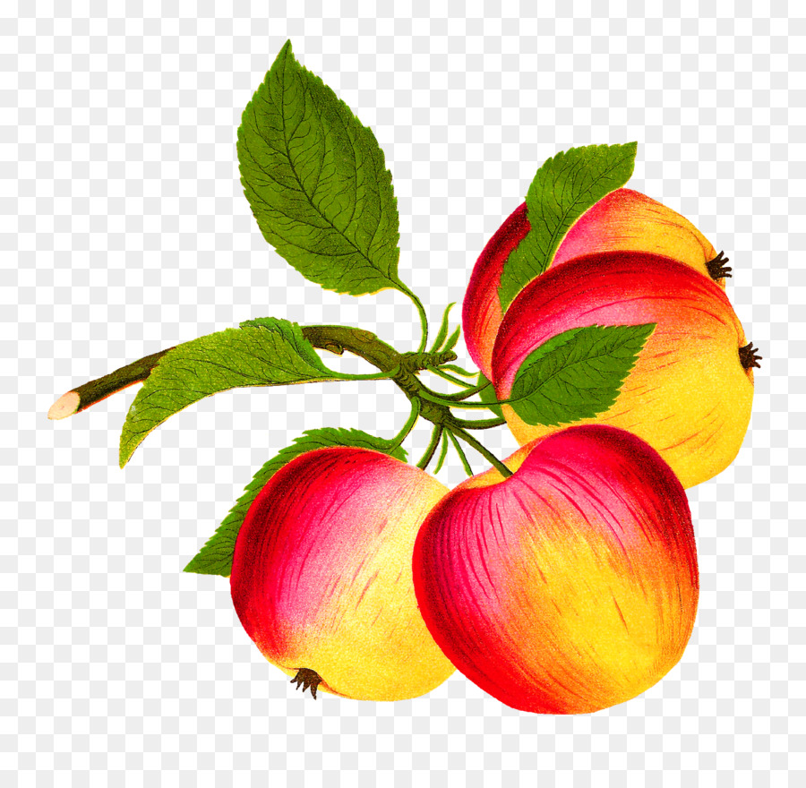 Pomme，Arbre PNG