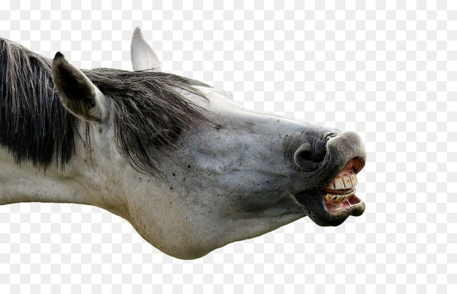 Cheval，Poney PNG