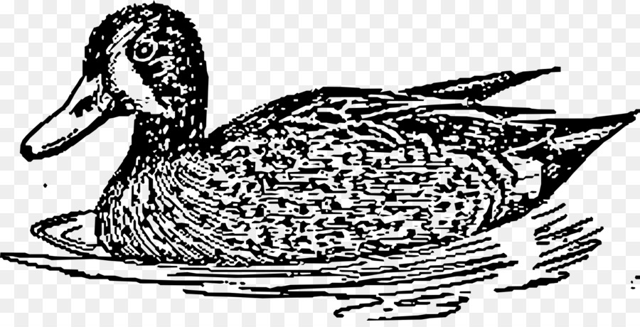 Canard，Eau PNG