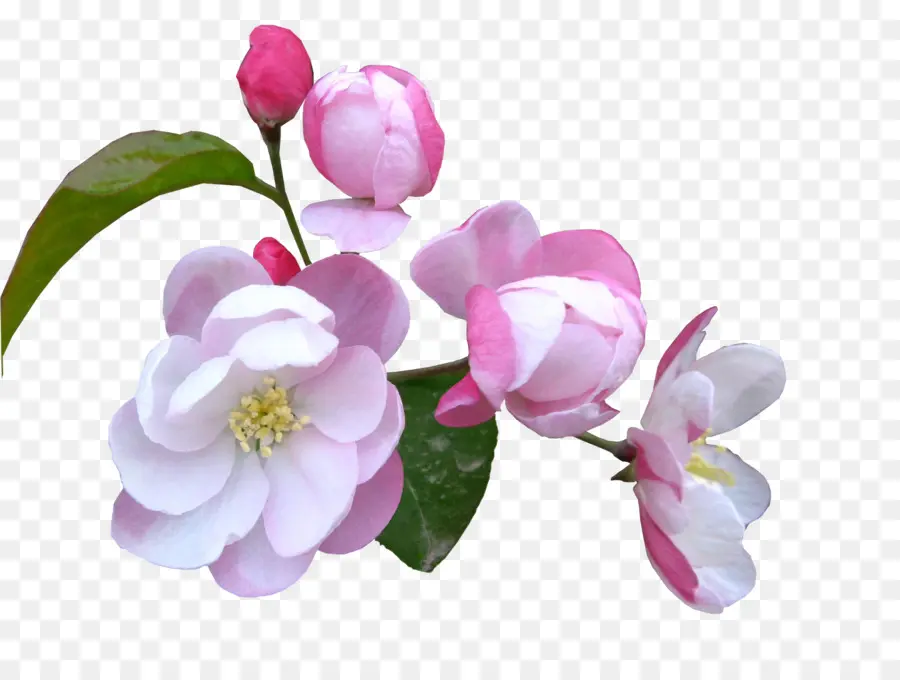 Fleur，Sasanqua Camellia PNG