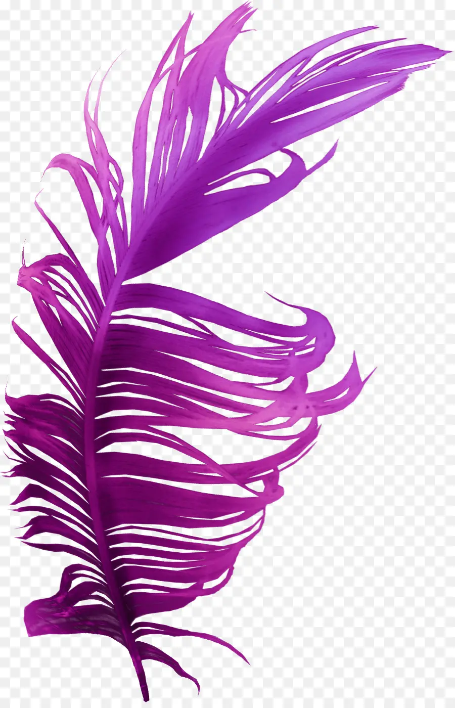 Plume Violette，Violet PNG