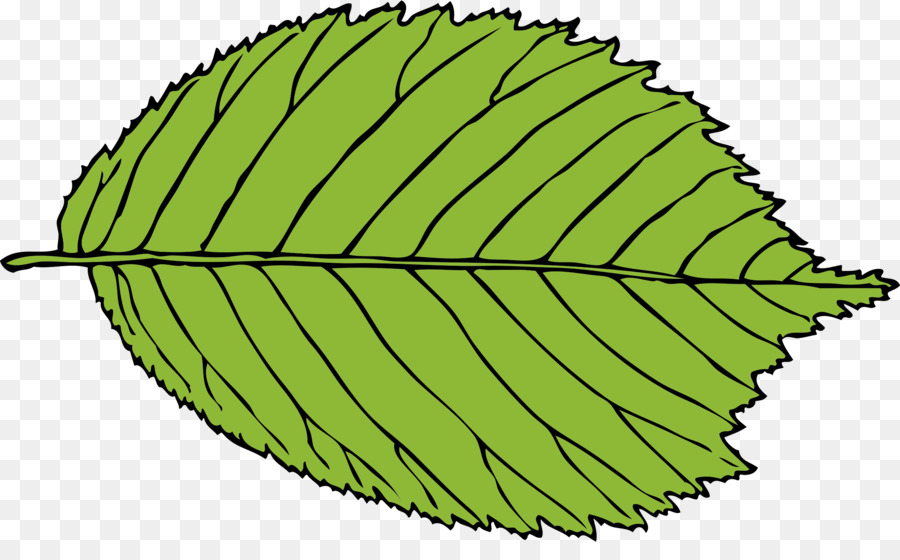 Feuille Verte，Nature PNG