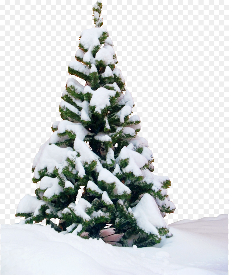 Arbre De Noël，Pin PNG