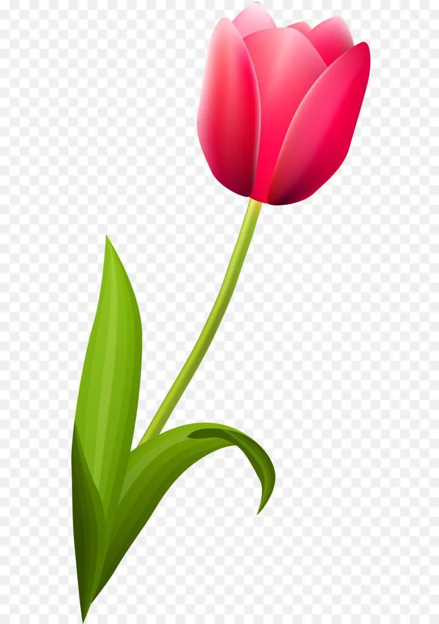 La Floraison De La Plante，Tulip PNG