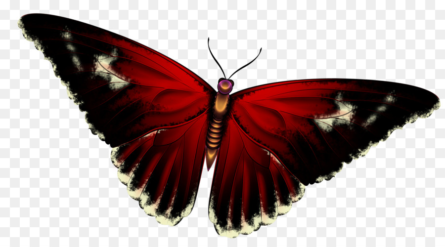 Papillon，Impression Photographique PNG