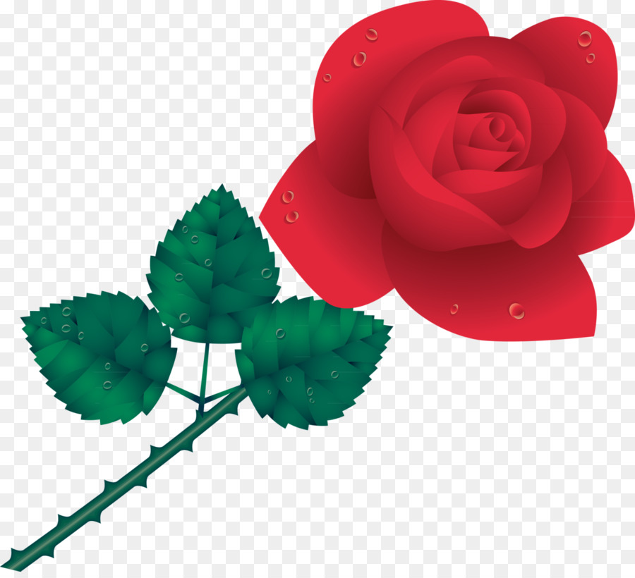 Roses，Floraison PNG