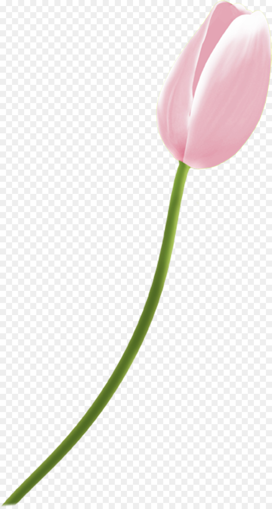 La Floraison De La Plante，Tulip PNG