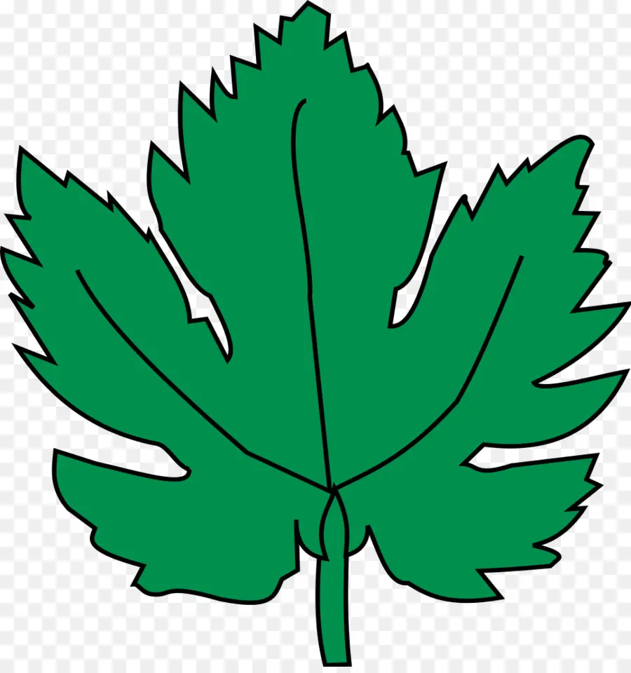 Feuille Verte，Usine PNG