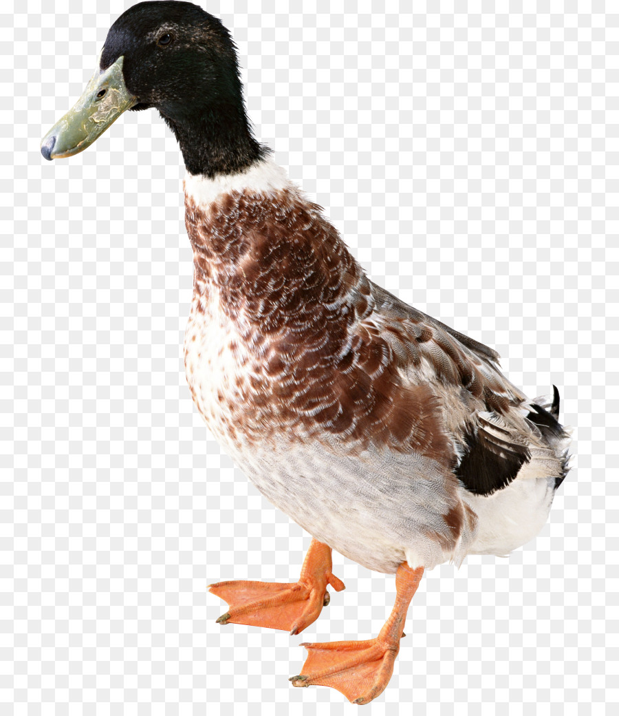 Canard，Oiseau PNG