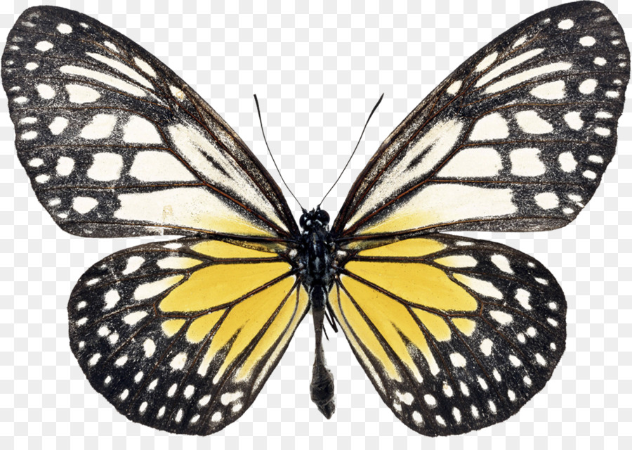 Papillon，Butterfly à Queue D'hironde PNG