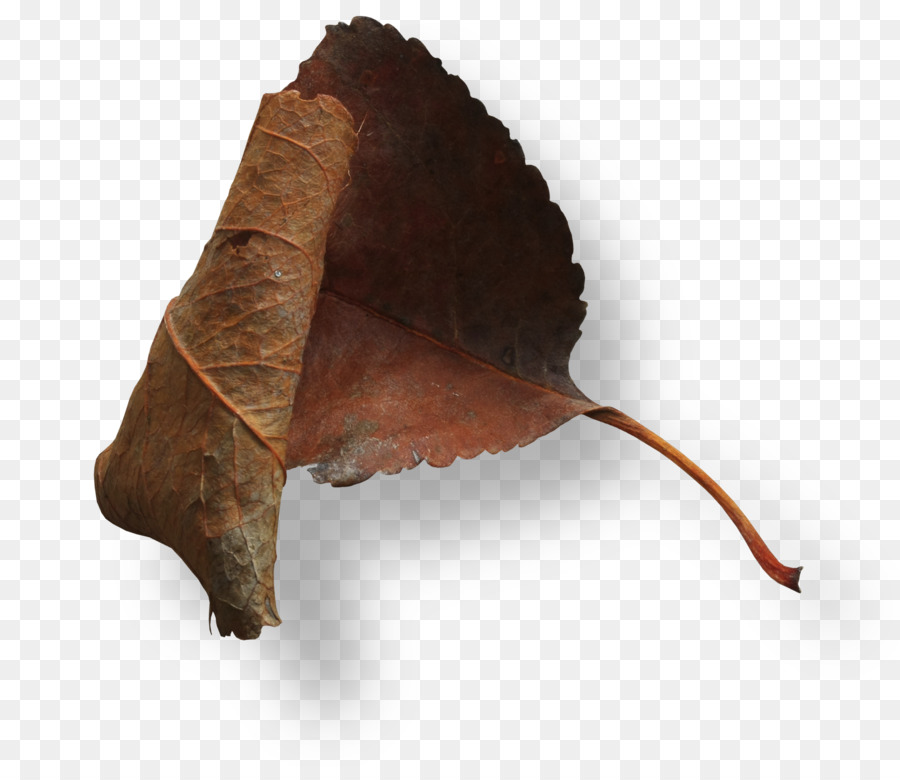 Feuille，Brun PNG