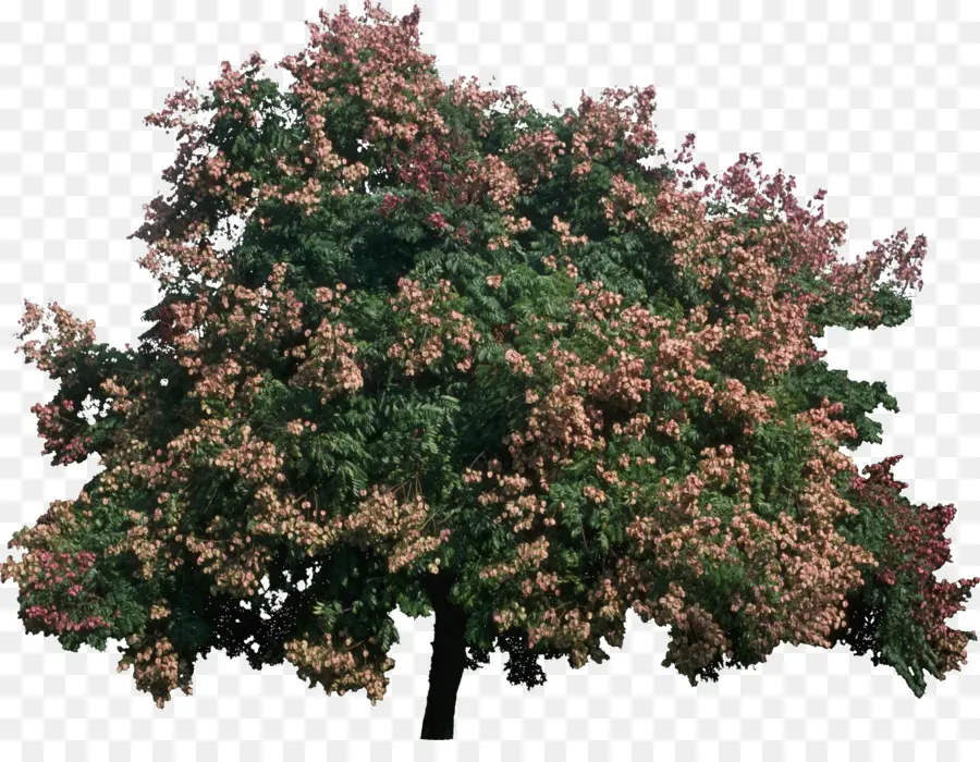 Arbre，Feuilles PNG