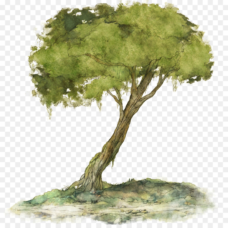 Arbre，Feuilles PNG