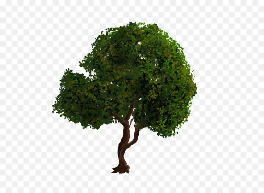 Arbre，Feuilles PNG