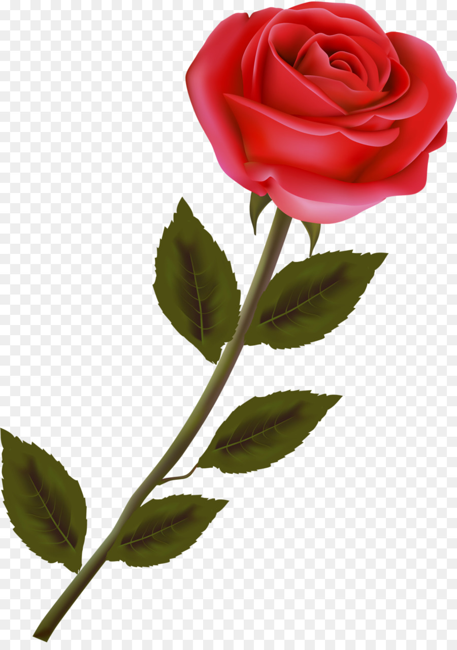 Rose Rose，Floraison PNG