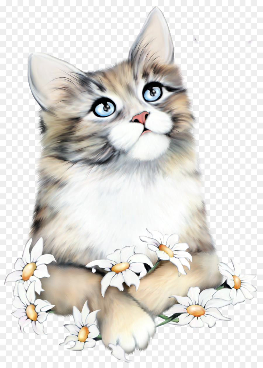 Le British Shorthair，Le Maine Coon PNG