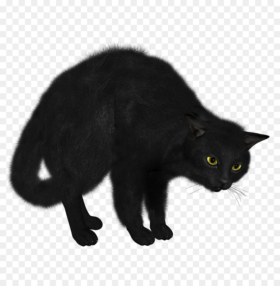 Chat Noir，Félin PNG