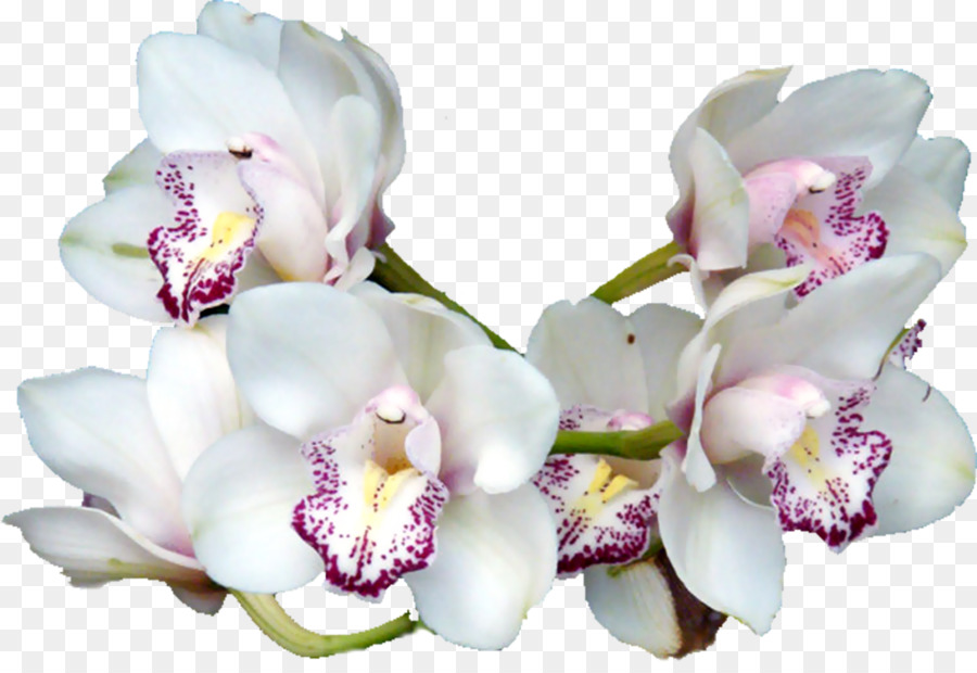 Orchidée Rose，Floraison PNG