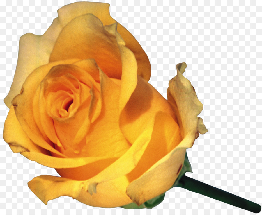 Rose Jaune，Rose PNG