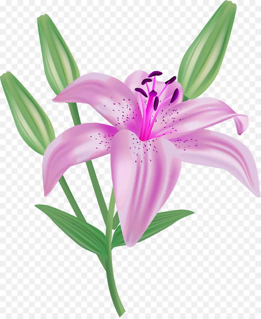 Fleur，Lily White PNG