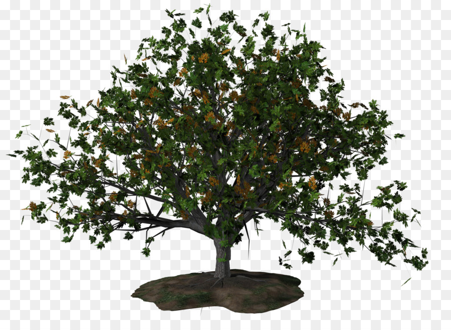 Arbre，Postscript Encapsulé PNG