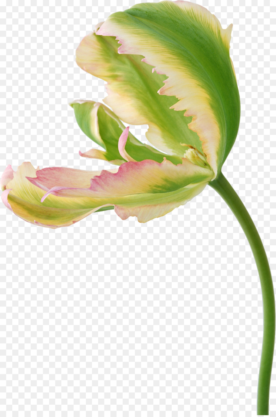 Fleur，Tulip PNG