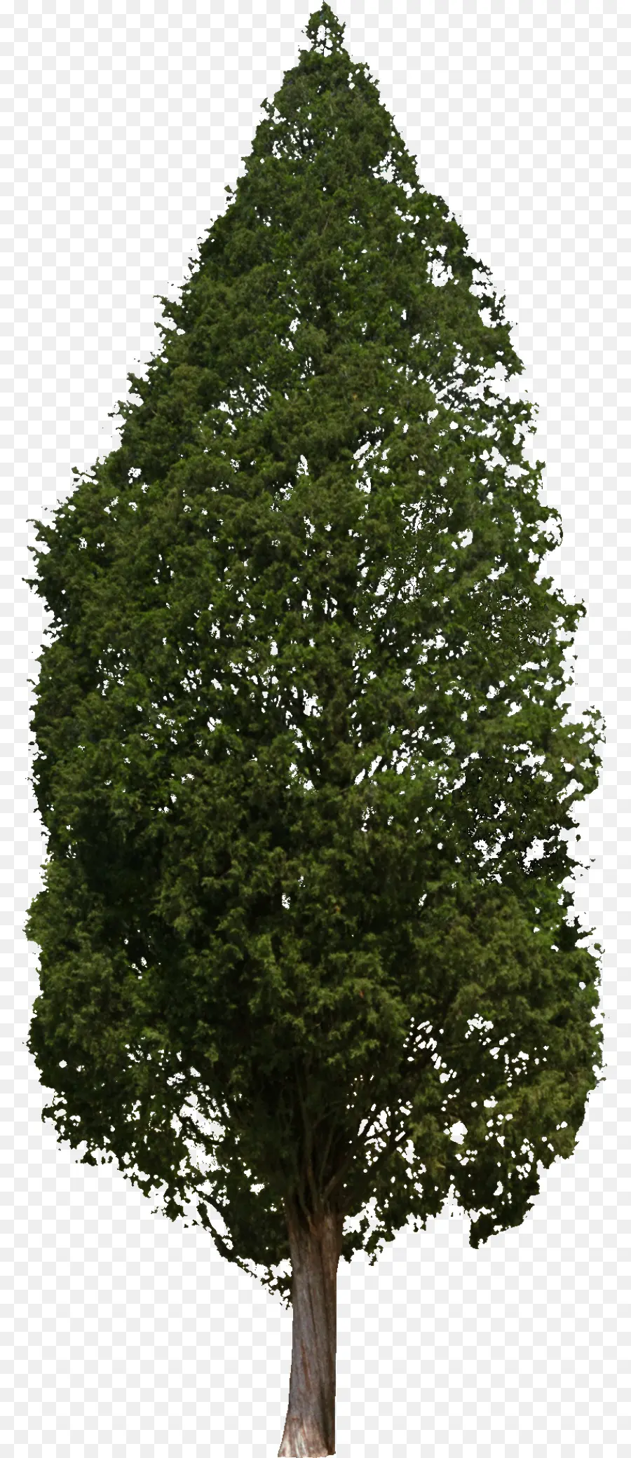 Arbre，Feuilles PNG