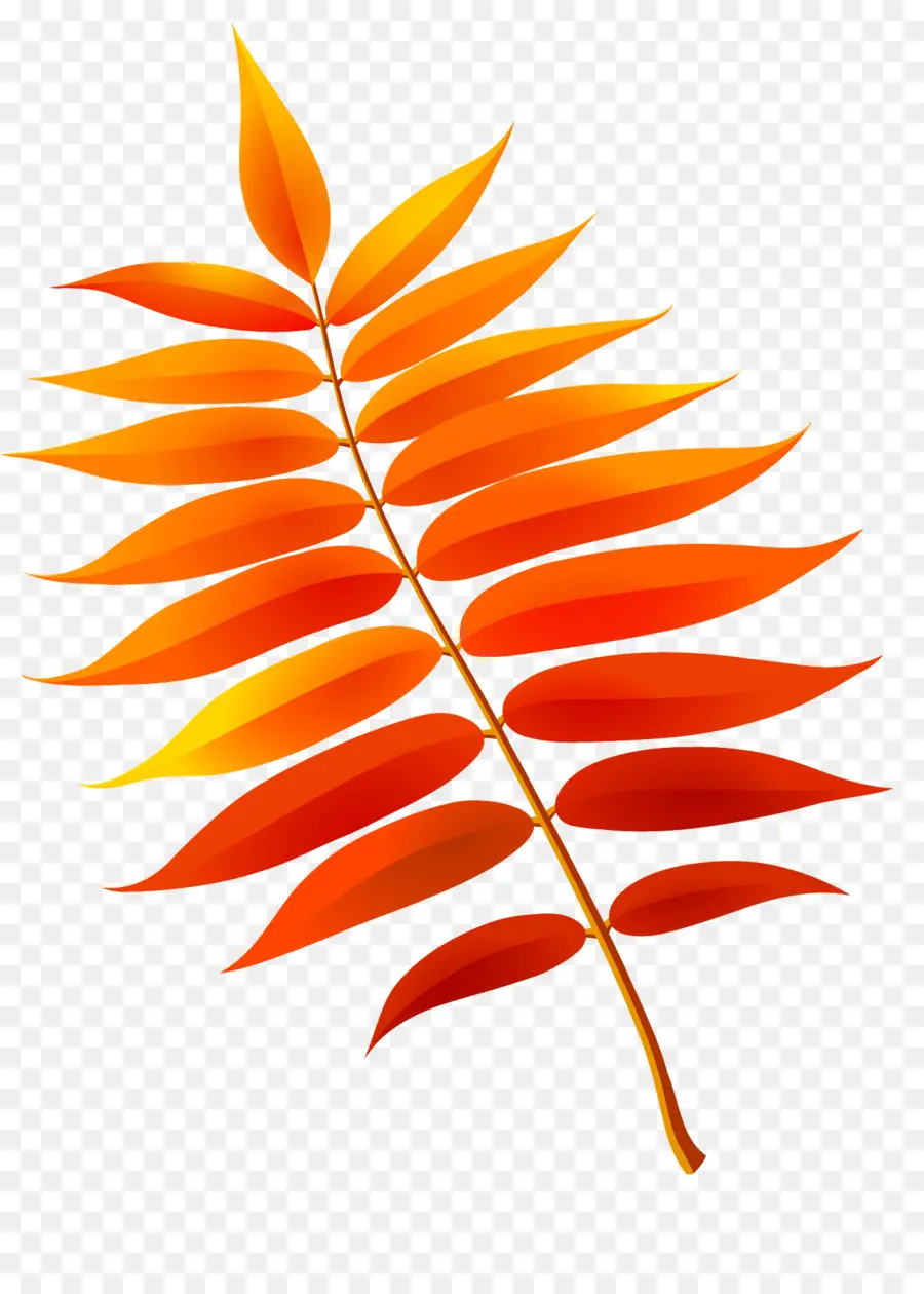 Feuille Colorée，Automne PNG