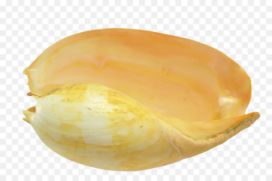Coquillage，Coque PNG