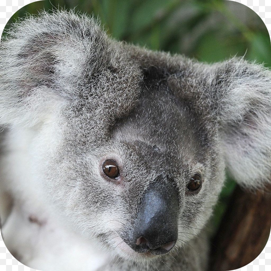 Koala，Zoo De Taronga à Sydney PNG