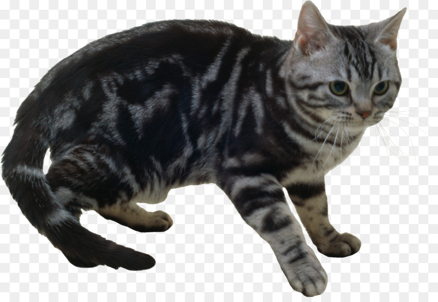 Chat，Tigré PNG