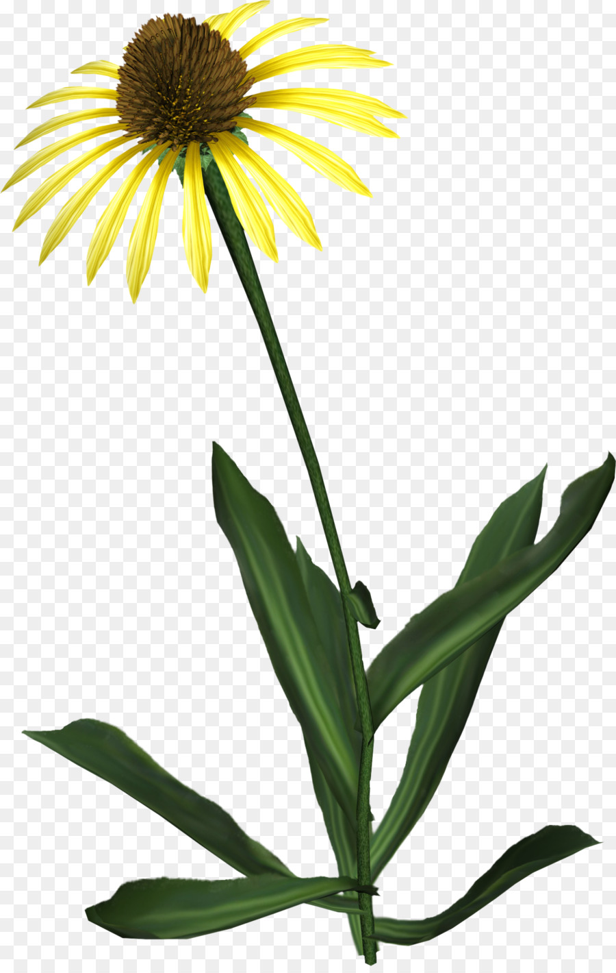 Fleur Jaune，Tige PNG