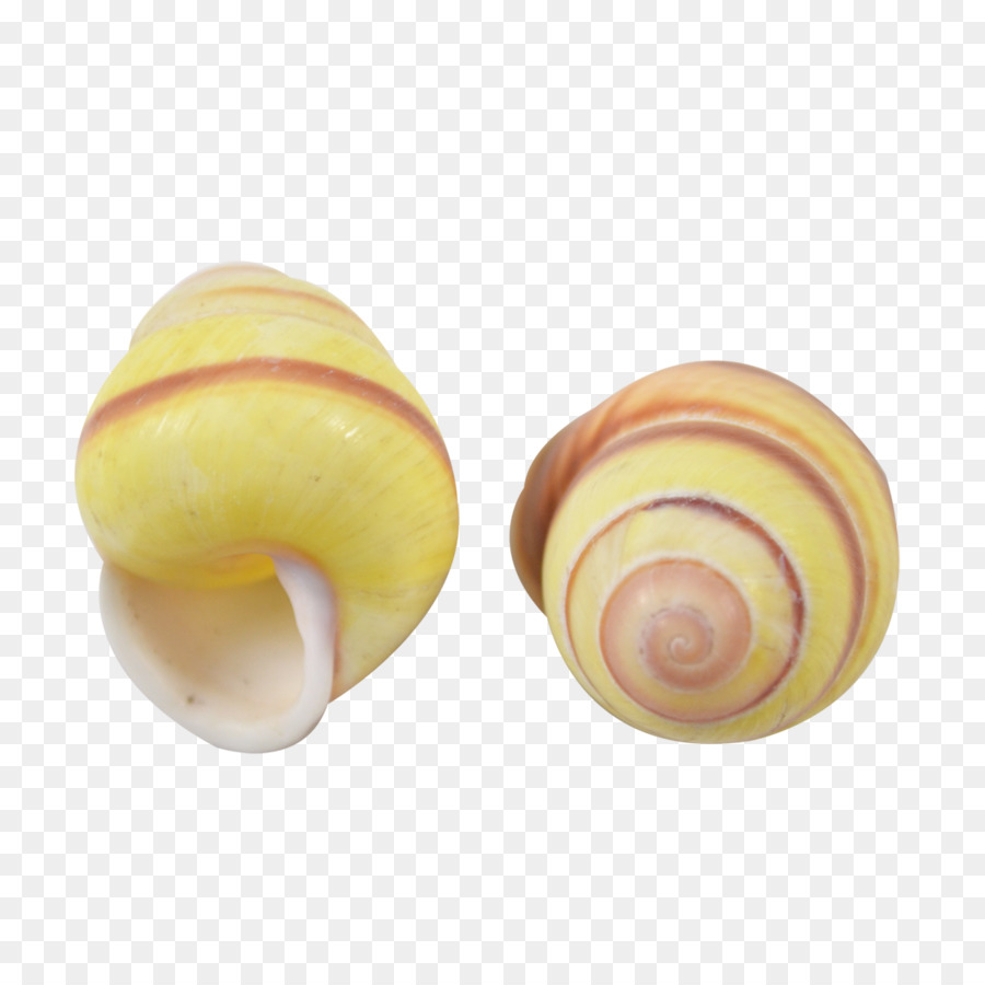 Coquilles D'escargots，Coquille PNG