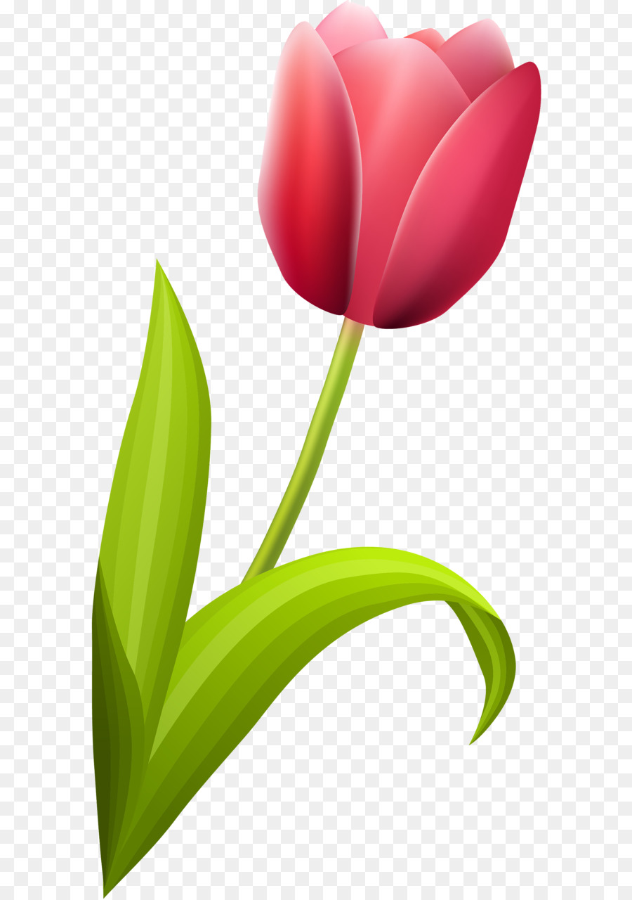 Fleur，Rouge PNG