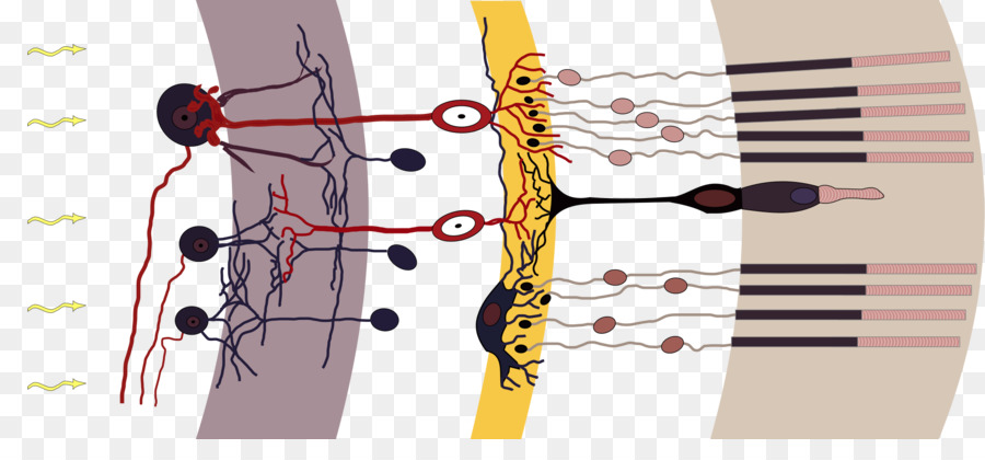 Structure De La Rétine，œil PNG