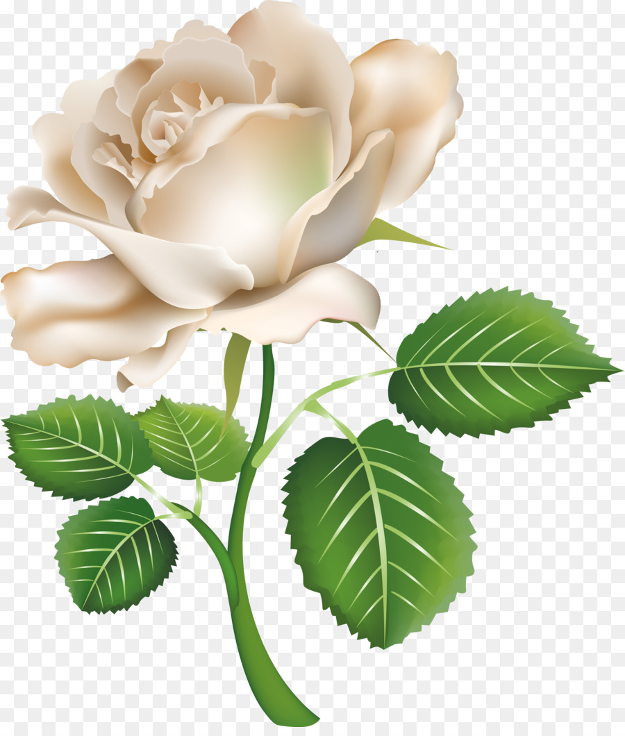 Fleur，Rouge PNG