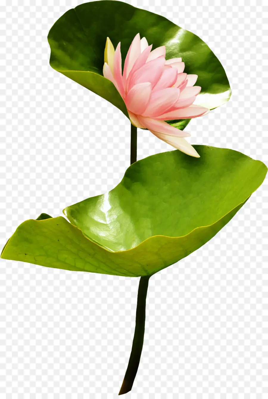 Fleur De Lotus，Rose PNG