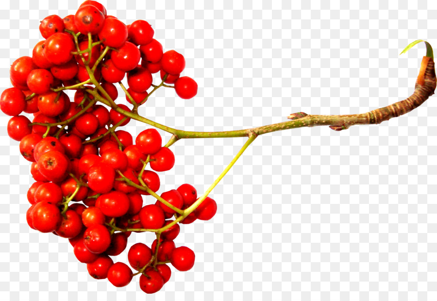 Sorbus Aucuparia，Baie PNG