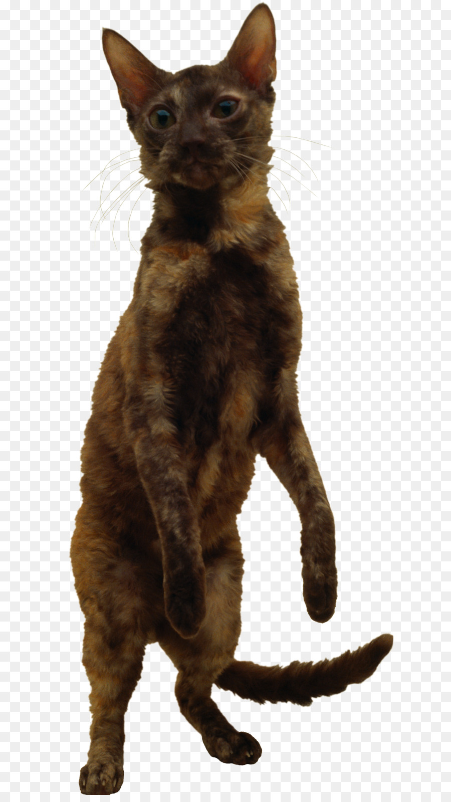 Chat Debout，Félin PNG