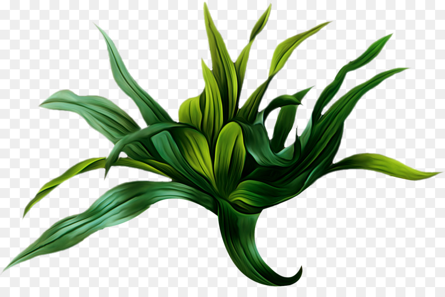 Plante Verte，Feuilles PNG