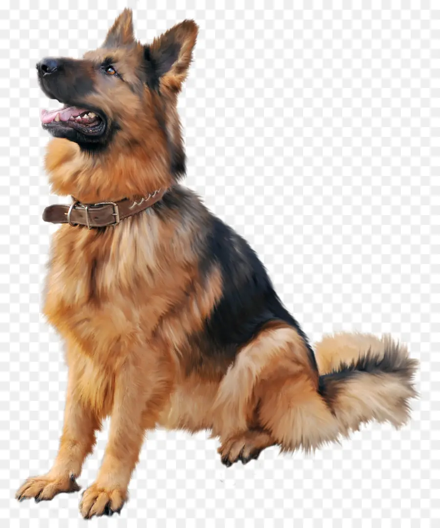 Berger Allemand，Chien PNG