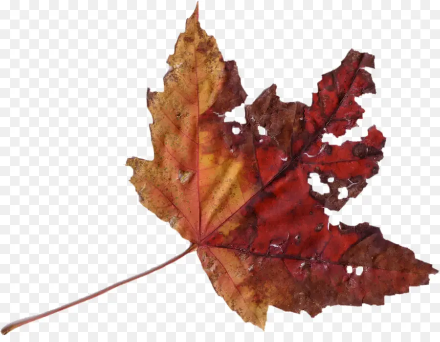 Feuille Rouge，Automne PNG