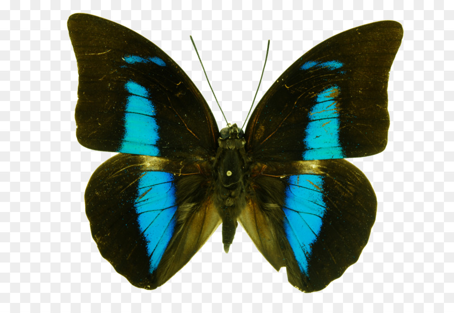 Papillon Noir，Ailes PNG