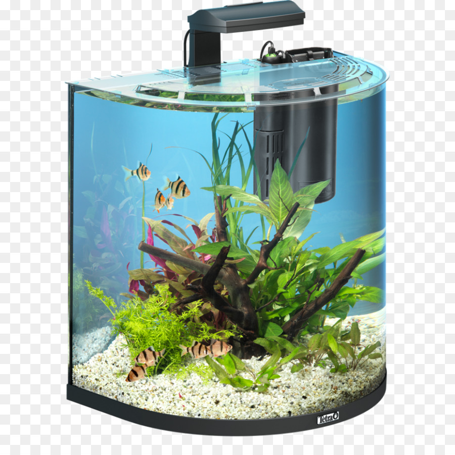 Aquarium，Poisson PNG