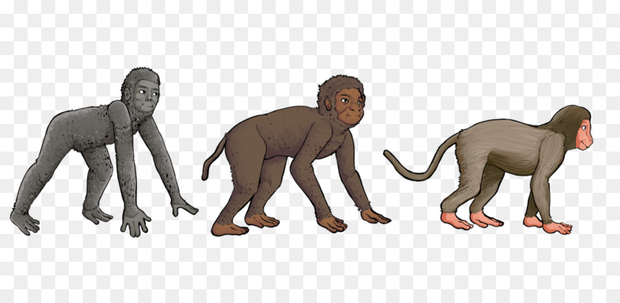 Des Primates，Aegyptopithecus PNG