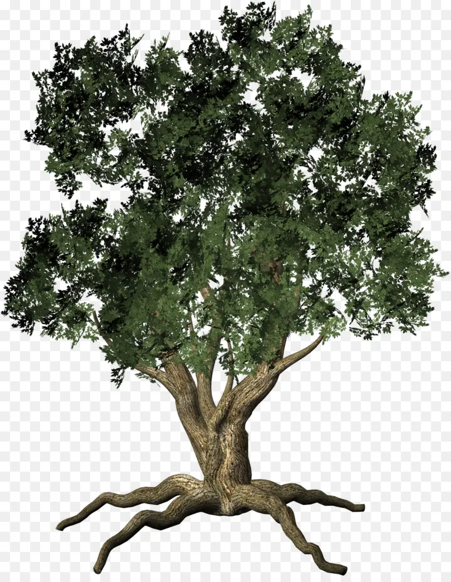 Arbre，Feuilles PNG