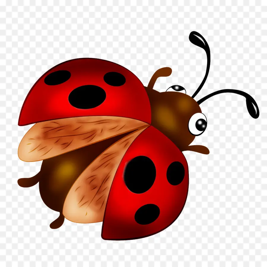 Coccinelles，Rouge PNG